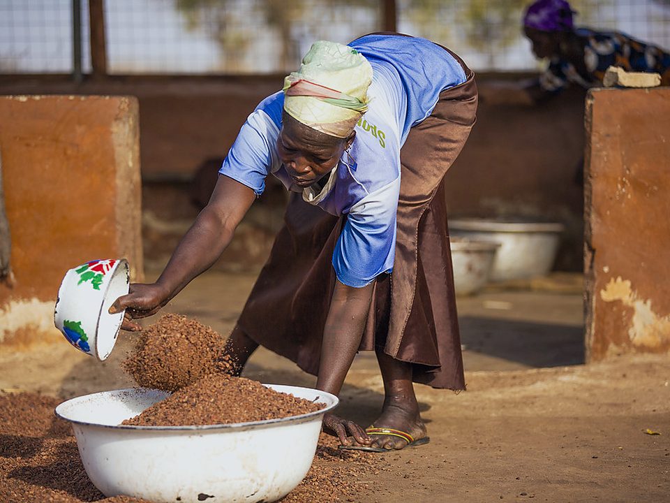 A woman pouring shea nuts during processing