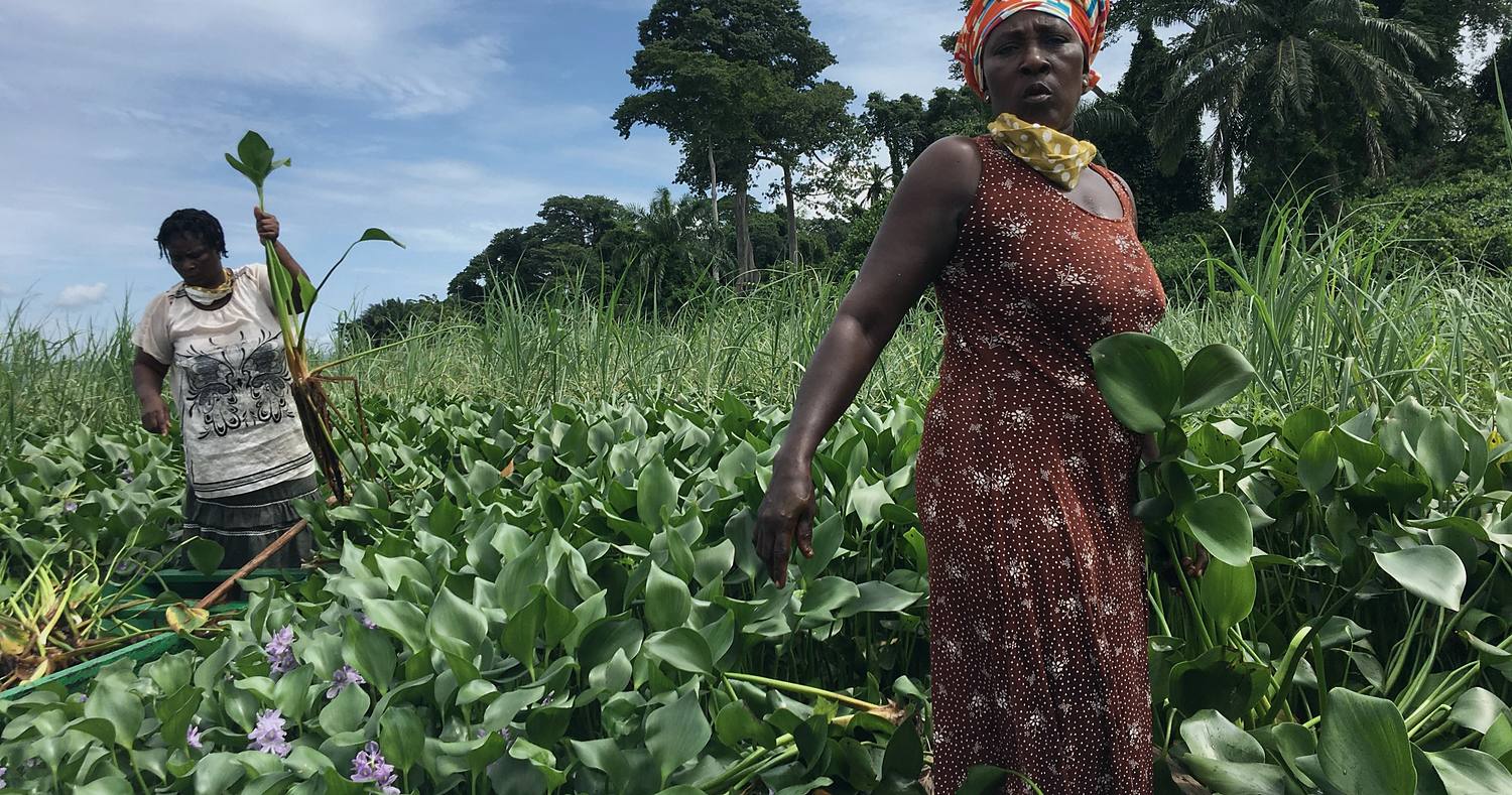 Two women harvesting water hyacinth from a waterway